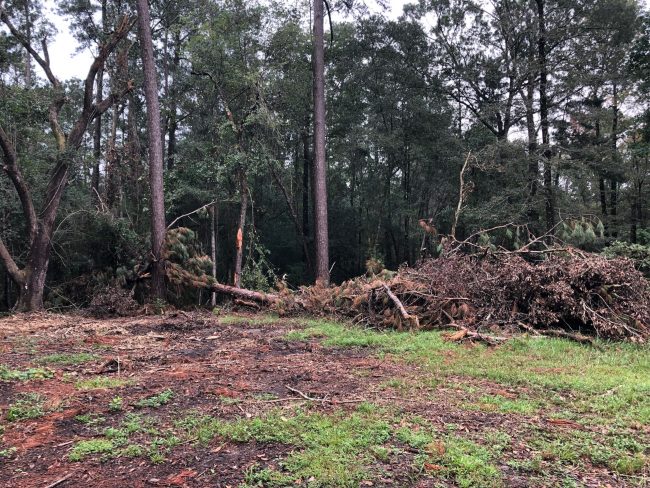 Tree removal service Louisiana Northshore.