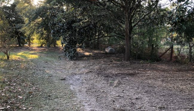 Forestry Mulching & Brush Cutting Service