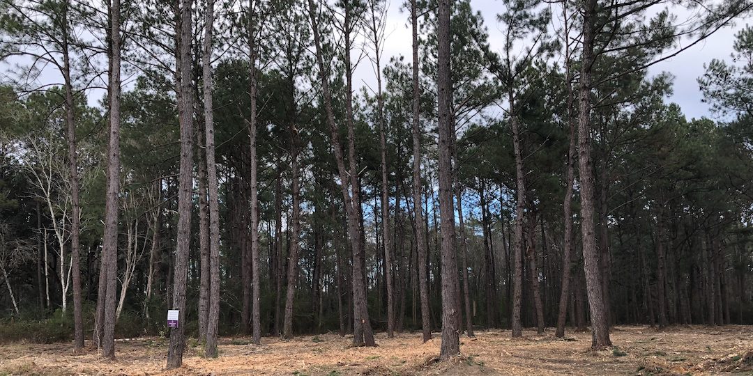 Local Forestry Mulching, Brush Clearing, Underbrushing Service