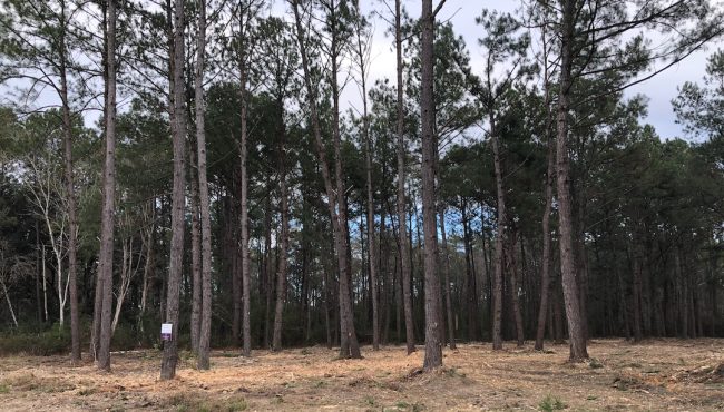 Local Forestry Mulching, Brush Clearing, Underbrushing Service