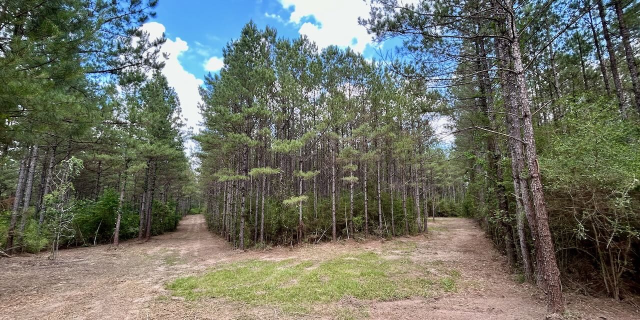 Forestry Mulching Service