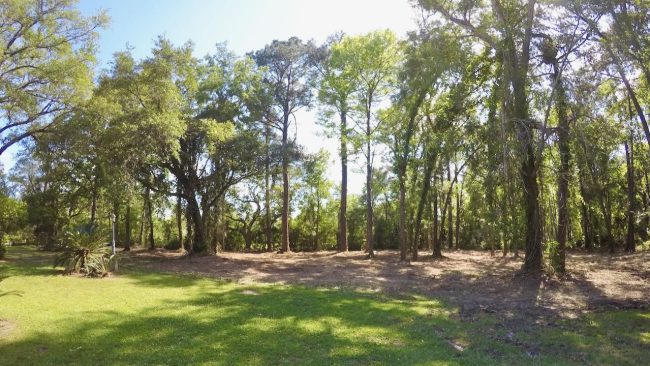 Yard Clearing with a forestry mulcher