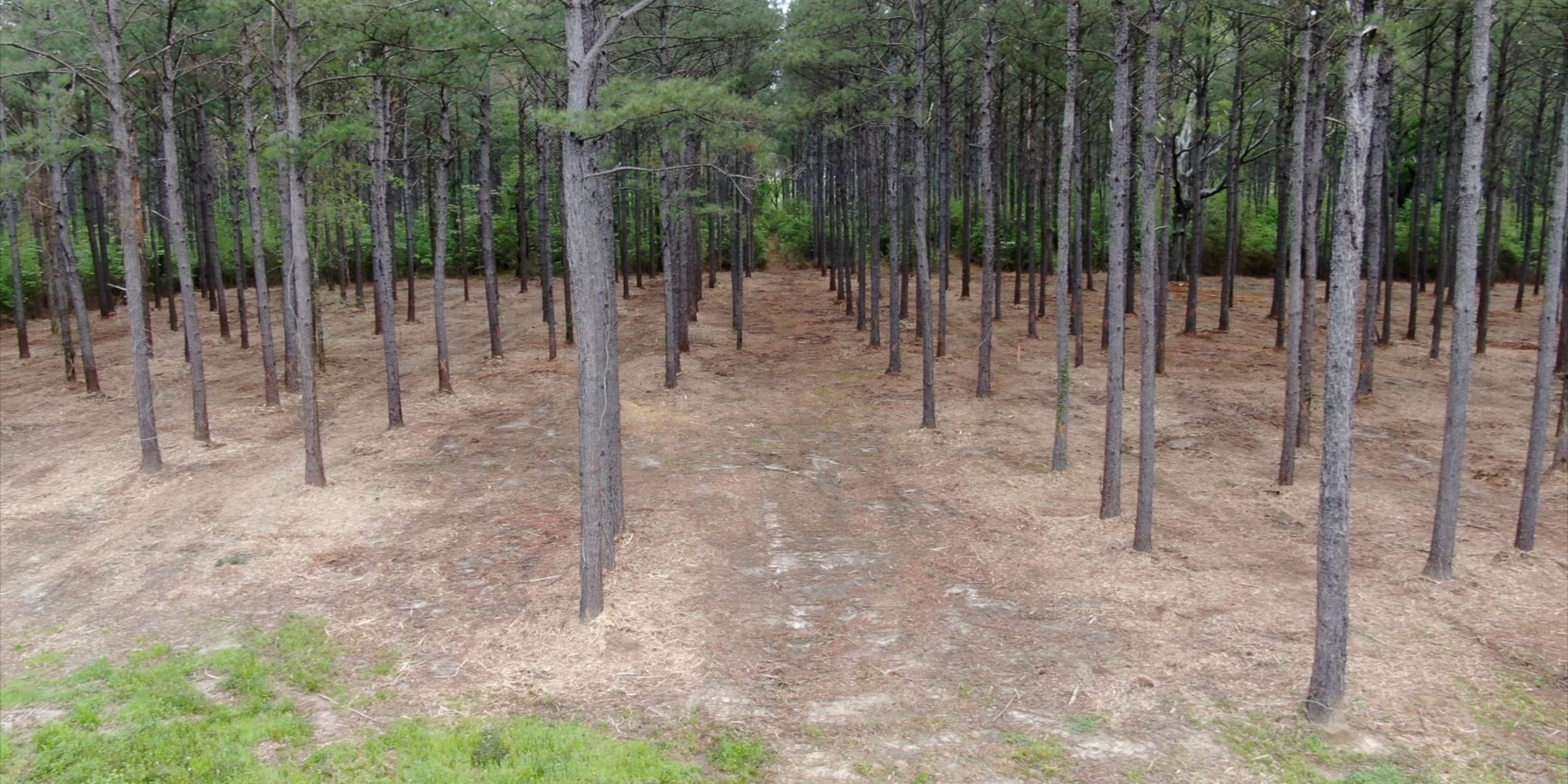 Brush Mulching Saint Tammany Parish