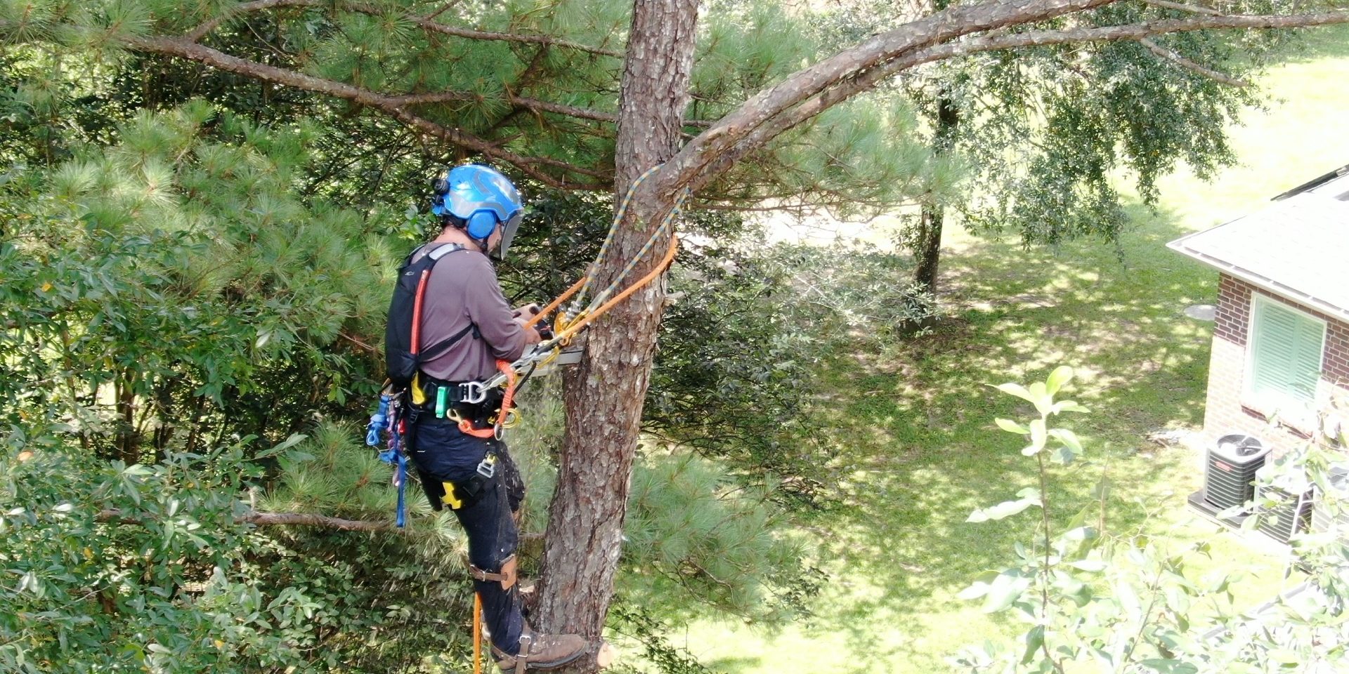 Tree Service, Brush Cutting, Land Clearing Service